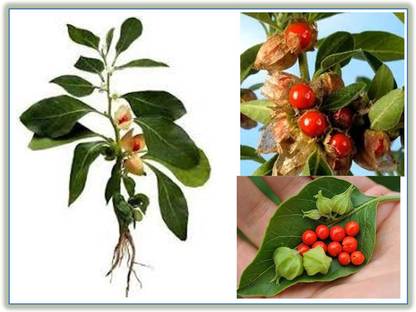 WILLVINE Ashwagandha, Indian Ginseng, Poison Gooseberry, Winter Cherry Seed