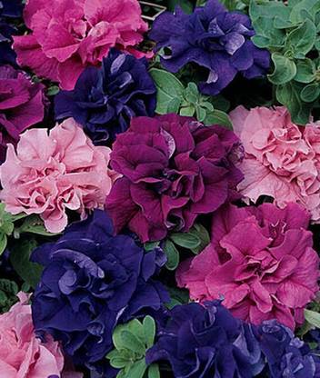 VibeX Petunia Seed
