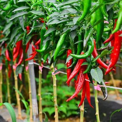 VibeX Chilly Red - Organic Vegetable Seeds Seed
