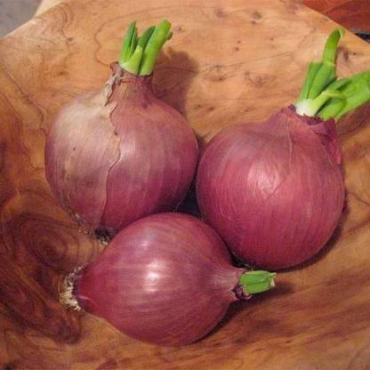 VibeX Onion Seed