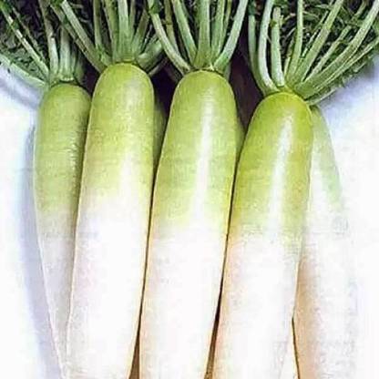 VibeX Radish Seed