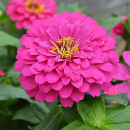 VibeX Zinnia Elegans Pink - Flower Seeds Seed