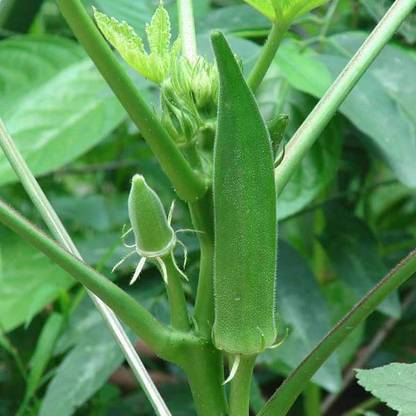 VibeX Bhindi Seed