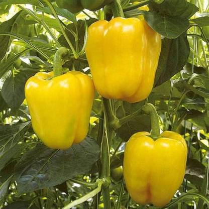 VibeX Bellpepper Yellow Seed