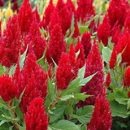 VibeX Celosia Pulmos Seed