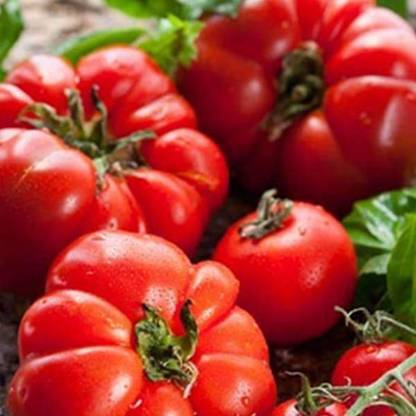 VibeX Tomato Seed