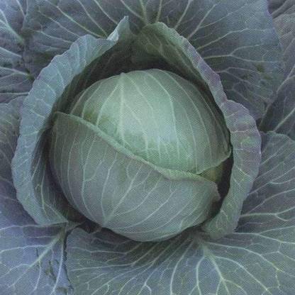 VibeX Cabbage Seed