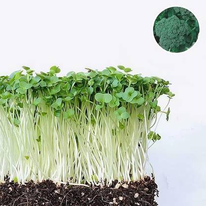 Biosnyg Broccoli Green Sprouting Calabrese - Microgreen Seeds-[300 Seeds] Seed