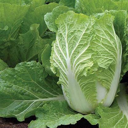 VibeX Cabbage Chinese Seed