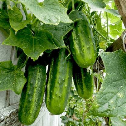 VibeX Cucumber Beit Alpha Seed
