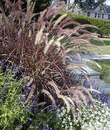 VibeX Ornamental Grass Seed