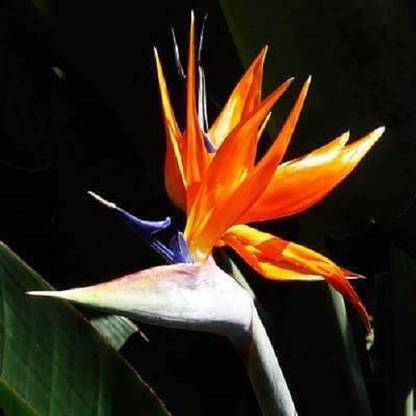 VibeX Bird of Paradise Seed
