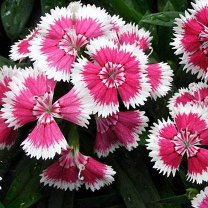 Biosnyg Dianthus Chinensis - Flower Seeds-[50 Seeds] Seed