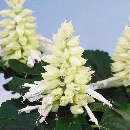 Biosnyg Salvia Salsa White - Flower Seeds-[50 Seeds] Seed