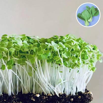 VibeX Pak Choy Seed