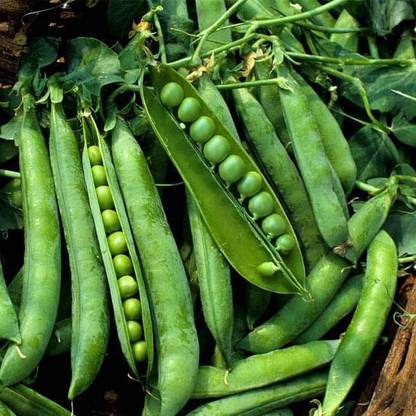 VibeX Peas Azad Seed