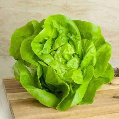 Biosnyg Lettuce Butter Head Green - Vegetable Seeds-[5gm Seeds] Seed