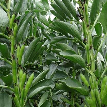 VibeX Fava Beans Selection Bakla - Vegetable Seeds Seed