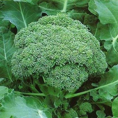 VibeX Broccoli Seed