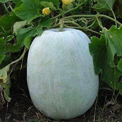 VibeX Ash Gourd, Methai Petha, Agri Petha - Vegetable Seeds Seed