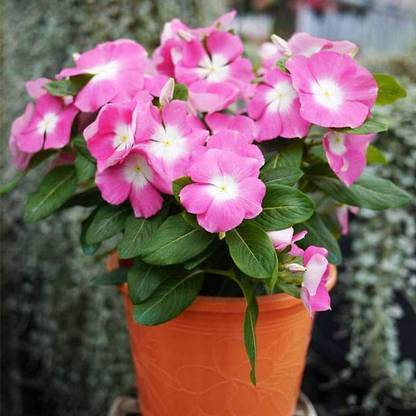 Biosnyg Vinca F1 Nana Pink - Flower Seeds-[50 Seeds] Seed