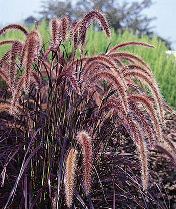 VibeX Ornamental Grass Seed