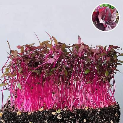 VibeX Amaranthus Seed