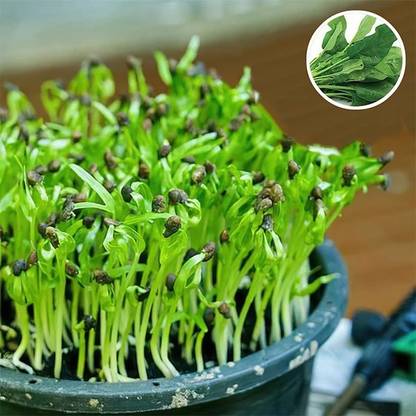 Biosnyg Spinach Green Sprouts - Microgreen Seeds-[100 Seeds] Seed
