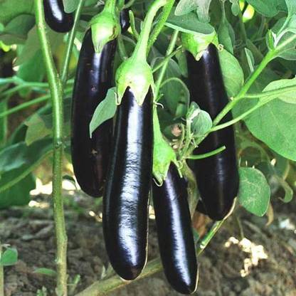 VibeX Brinjal Seed