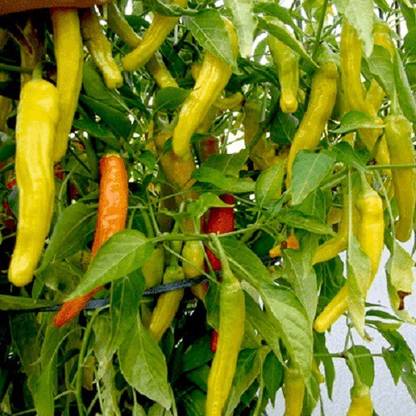 VibeX Hungarian Hot Wax Pepper Seed