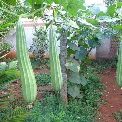 VibeX Ridge Gourd Seed