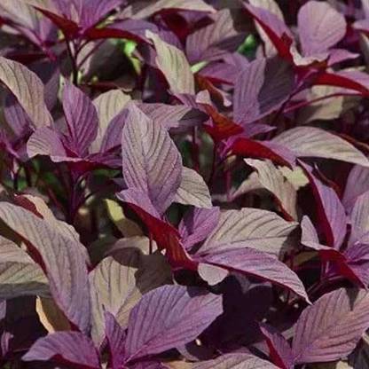 VibeX Red Amarant Seed