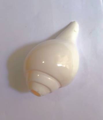 OAG ORGINAL BLOWING CONCH WITH LOUD SOUND AND ECHOS Blowing Shankh