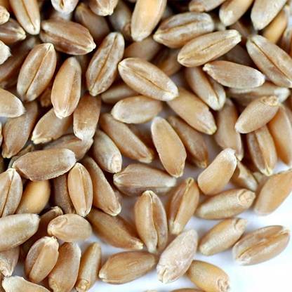 WILLVINE Non-GMO Premium Wheat Seed Seed