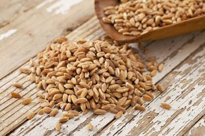 VibeX Wheatgrass Seed