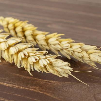 WILLVINE ™Low Gluten Ancient Wheat Species - Heirloom, Non-GMO Seed
