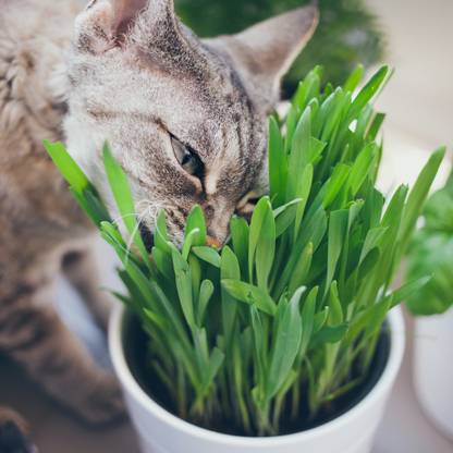 VibeX Grass Seeds Seed