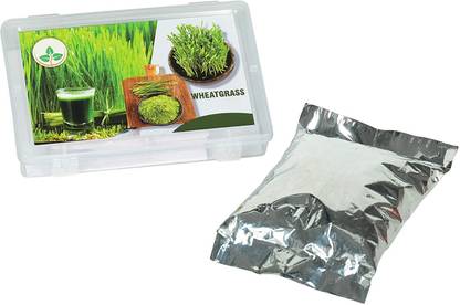VibeX Wheat Seeds Seed