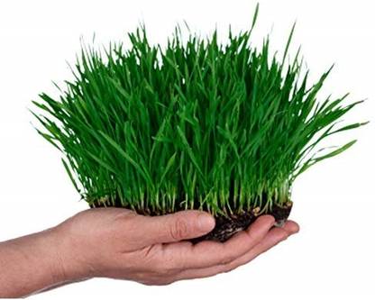 VibeX Wheat Seeds Seed