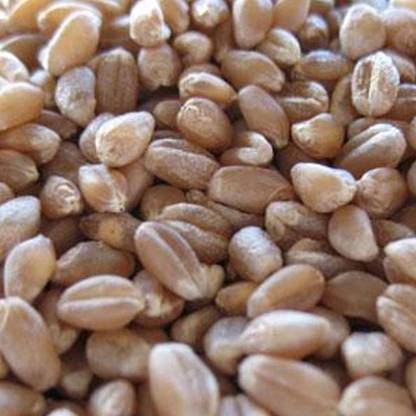 VibeX Wheatgrass Seed