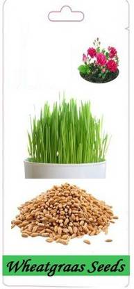 VibeX Wheat Seed