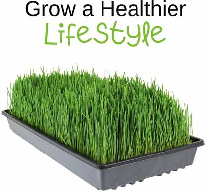 VibeX Wheatgrass Seed