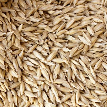 VibeX Wheat Grass Seeds Seed