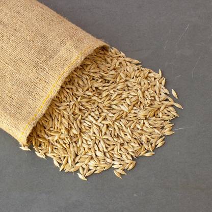 VibeX Wheatgrass Seed
