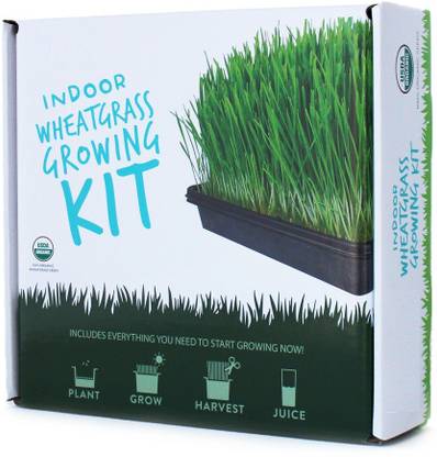 VibeX Wheatgrass Seed