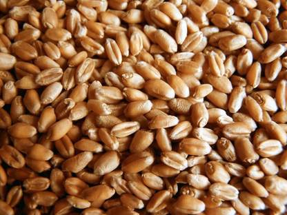 VibeX Wheatgrass Seed