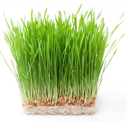 VibeX Wheatgrass Seed