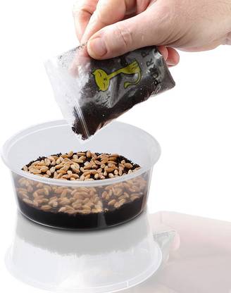 VibeX Organic Cat Grass Seed