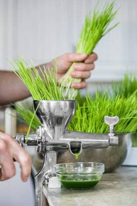 VibeX Wheatgrass Catgrass Seed