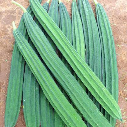 SSDEALS RIDGE GROUD Seed